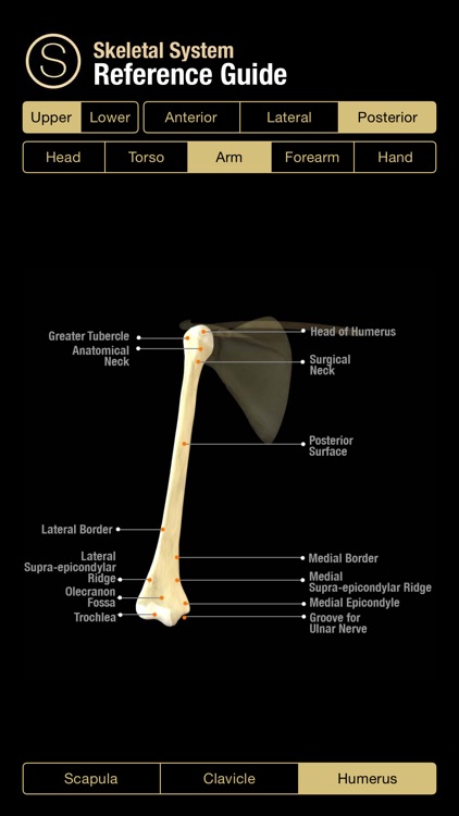 Human Skeleton Reference Guide screenshot-3