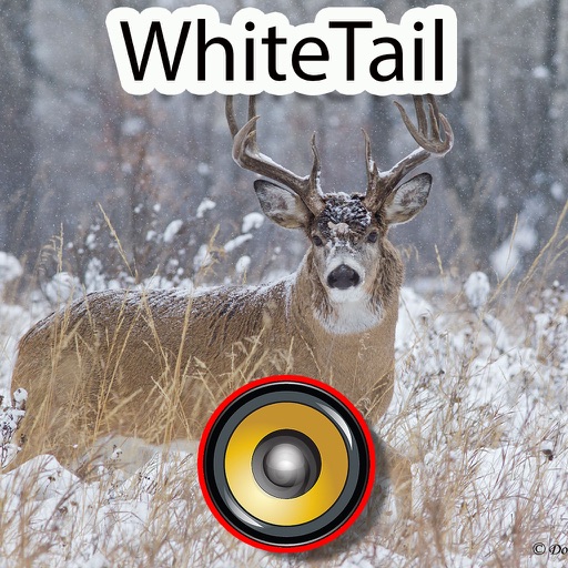 Real Whitetail Hunting Calls & Sounds - Deer
