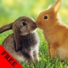 Rabbit Video and Photo Galleries FREE