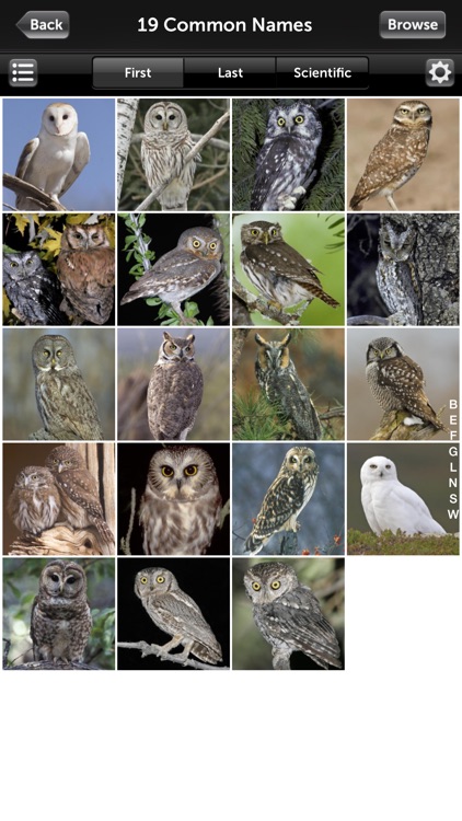 Audubon Owls Guide
