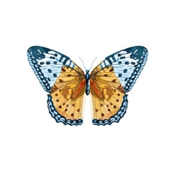 Decorative Butterflies