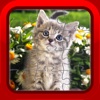 Kitten Cat Fun Jigsaw Puzzles Games for Kids and Toddlers Free