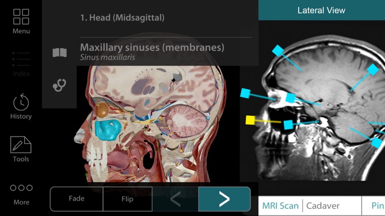 For Organizations - Human Anatomy Atlas