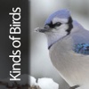 Kind of Birds E