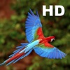 Parrot Catalog HD