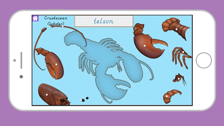 Parts of Invertebrate Animals screenshot-6