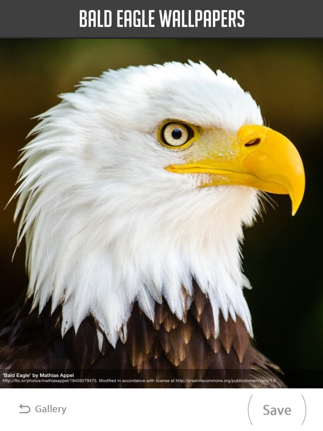 bald eagle wallpapers on the app store