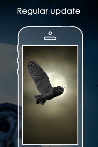 Best Owl Backgrounds | Owl HD Pic.ture & Wallpaper screenshot 4