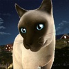 Running Cats - Survive The Free Kitty Cat Simulator