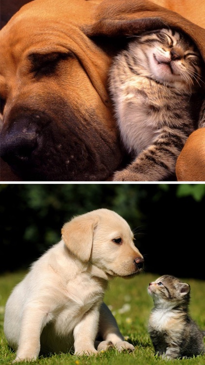 Cats & Dogs Wallpapers HD - Cute Puppies & Kittens screenshot-4