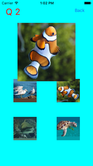 How to cancel & delete Which Is The Same Fish? for Clownfish and Friends from iphone & ipad 1