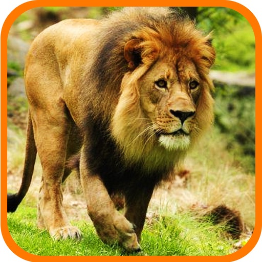 Deadly Wild Lion Last Attack 3D Icon