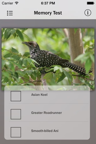 Cuckoos - Bird Guru screenshot 4