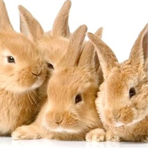 Fluffy Bunnies Jigsaw Puzzle HD