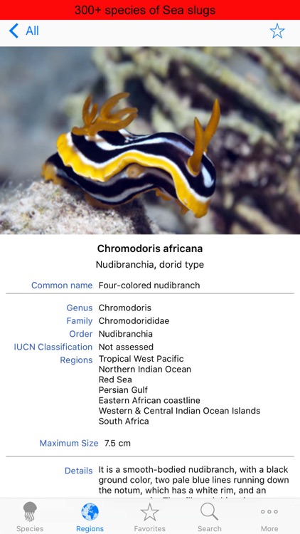 Nudibranches, by Reef Life
