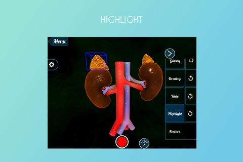 Adrenal Gland on Kidney 3D screenshot 3