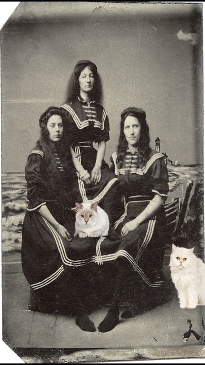 Cat Bomb- photobomb with cats for IG, FB, Snapchat