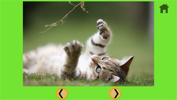 games for cats - no ads screenshot-4