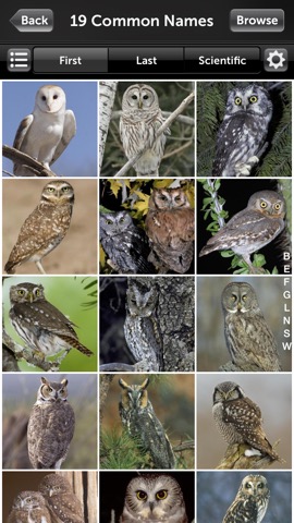Audubon Owls Guideのおすすめ画像2