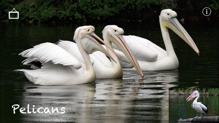 Wetland Wings