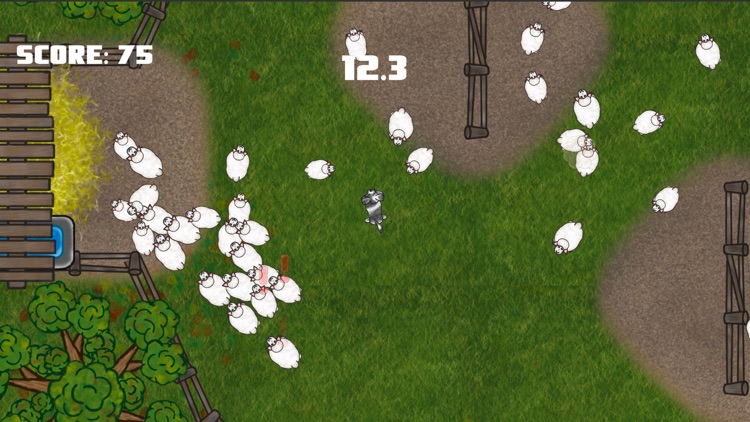 Sheep: The Rodeo