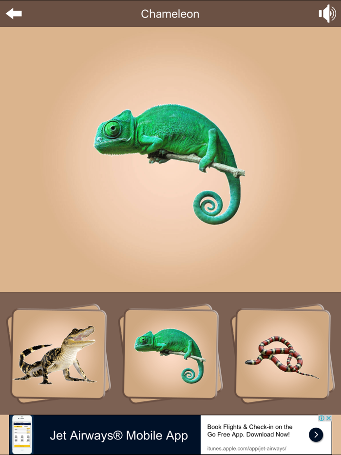 Kids Zoo - Vertebrates