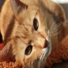 Cat Wallpaper - FREE -