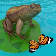 Activities of Frogs Life