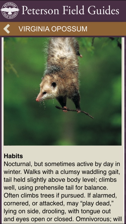 Peterson Field Guide to Mammals of North America