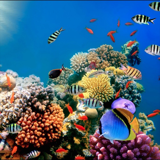 Coral Reefs Wiki + icon