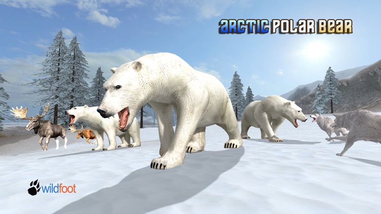 Arctic Polar Bear