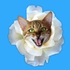 Kitty Bouquet