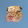 Sharpei Puppy Stickers