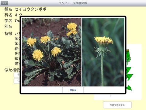 植物の観察 すみれ HD screenshot 4