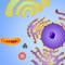 Cell Explorer: Animal Cell