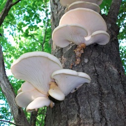 Mushrooms Collection