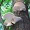 Mushrooms Collection is a great collection with the most beautiful photos and with interesting detailed info