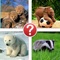 Aww Baby Animals Trivia - Guess the Lovable Animals Picture Quiz
