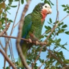 Parrots Wiki