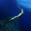 How to Freediving:Getting Started