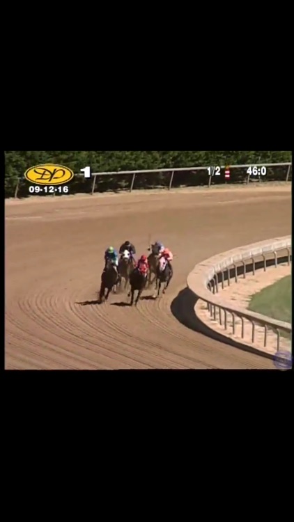 Horse Races Now screenshot-3
