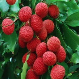 Exotic Fruits Wiki