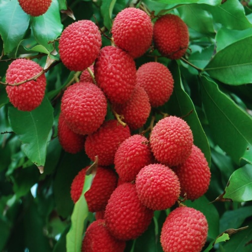 Exotic Fruits Wiki icon