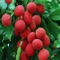 Exotic Fruits Wiki is a great collection with the most interesting photos and info