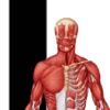 Human Anatomy - Anatomical Model for Human Body