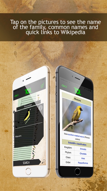 Tree Of Life - PRO