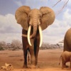 Wild Elephant Jungle Attack Simulator 3D
