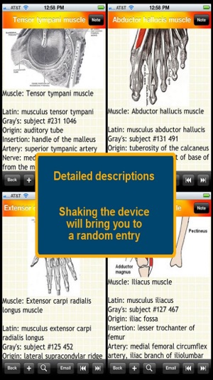 Human Muscle Encyclopedia Plus+(圖2)-速報App