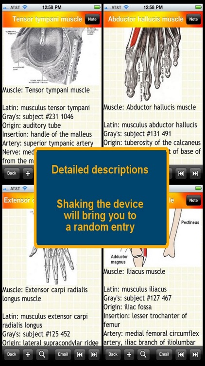 Human Muscle Encyclopedia Plus+