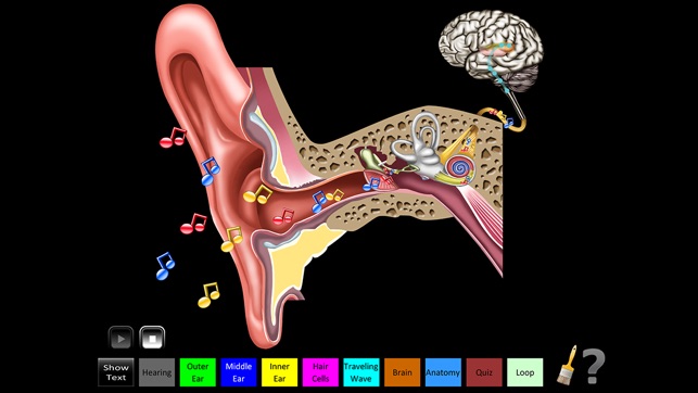 Hearing Anatomy